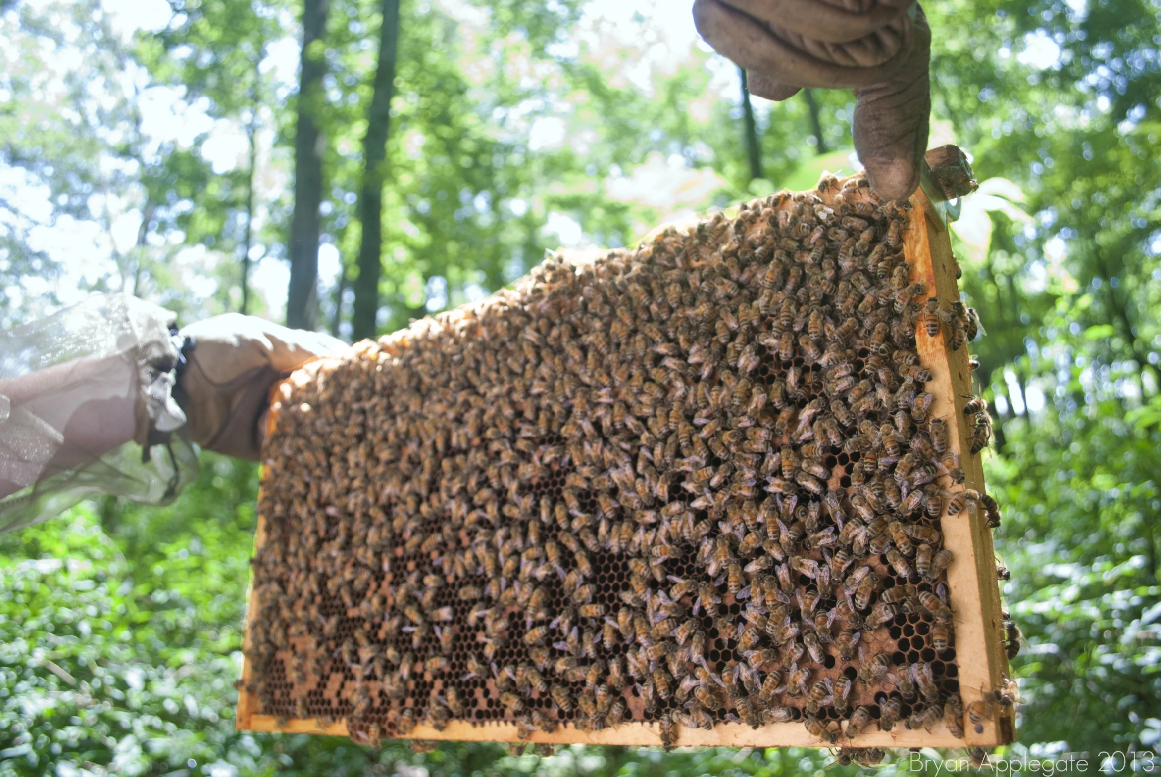 a beekeeper holding a beehive in front of some trees