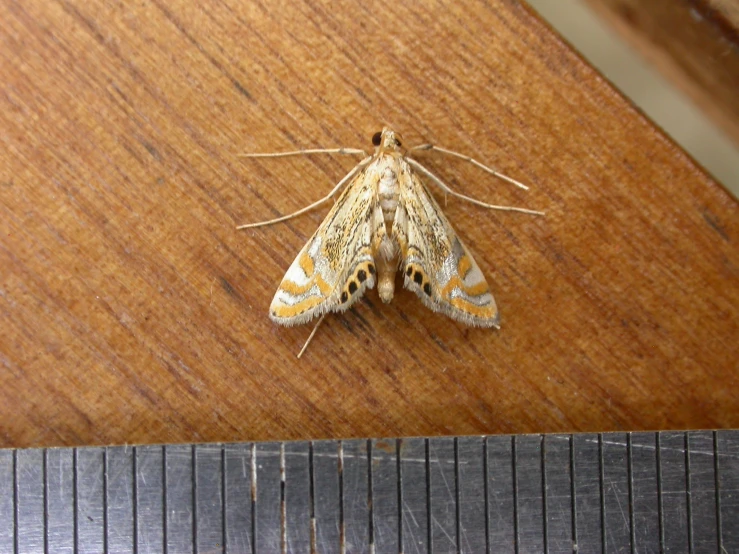 a moth is sitting on a ruler next to it's blade