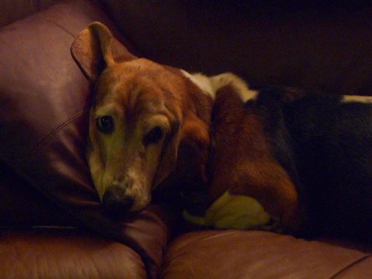 a dog is laying on a couch next to some pillows