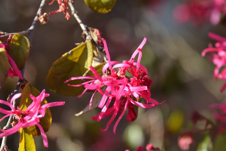 some kind of red flowers growing in a tree