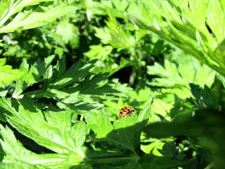 a lady bug on some green leaves with no spots