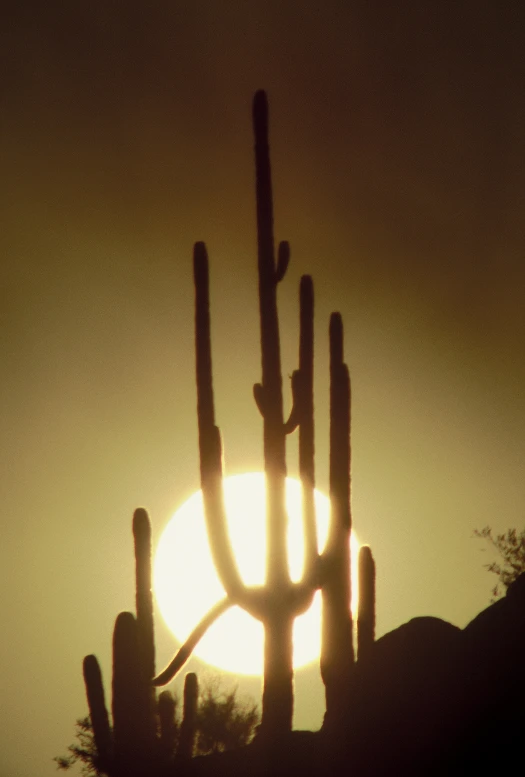 some cactus in front of a bright sun