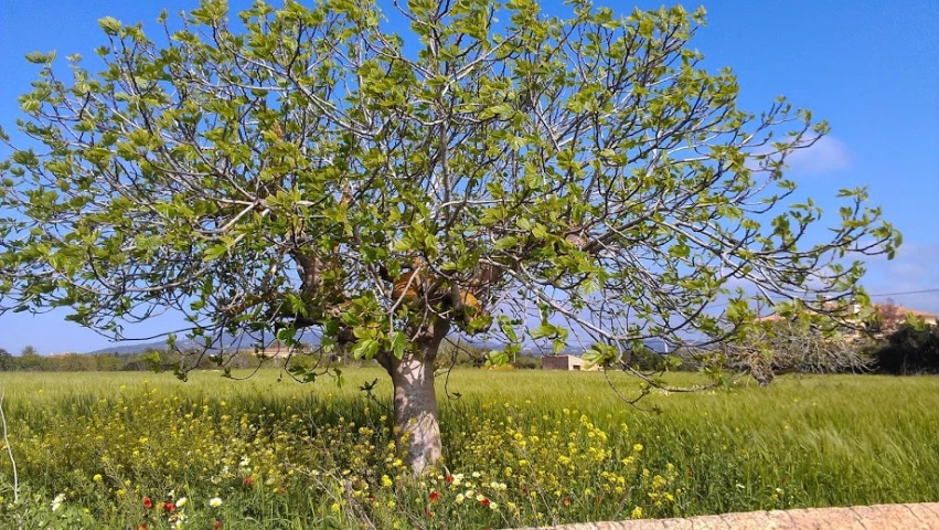 there is a lone tree that is in the middle of nowhere