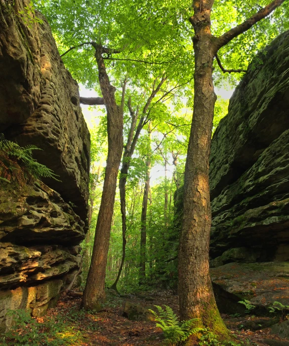 some trees that are by some rocks