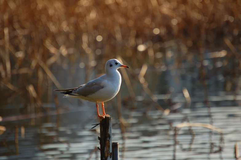 there is a small bird that is sitting on a post in front of some water