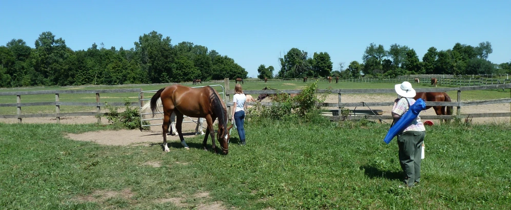 the two horses are grazing in the fenced area