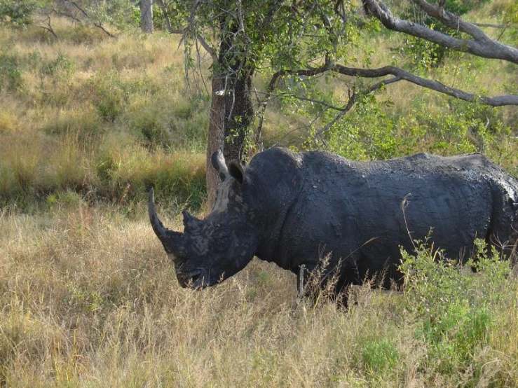 an animal with horns is standing in the grass