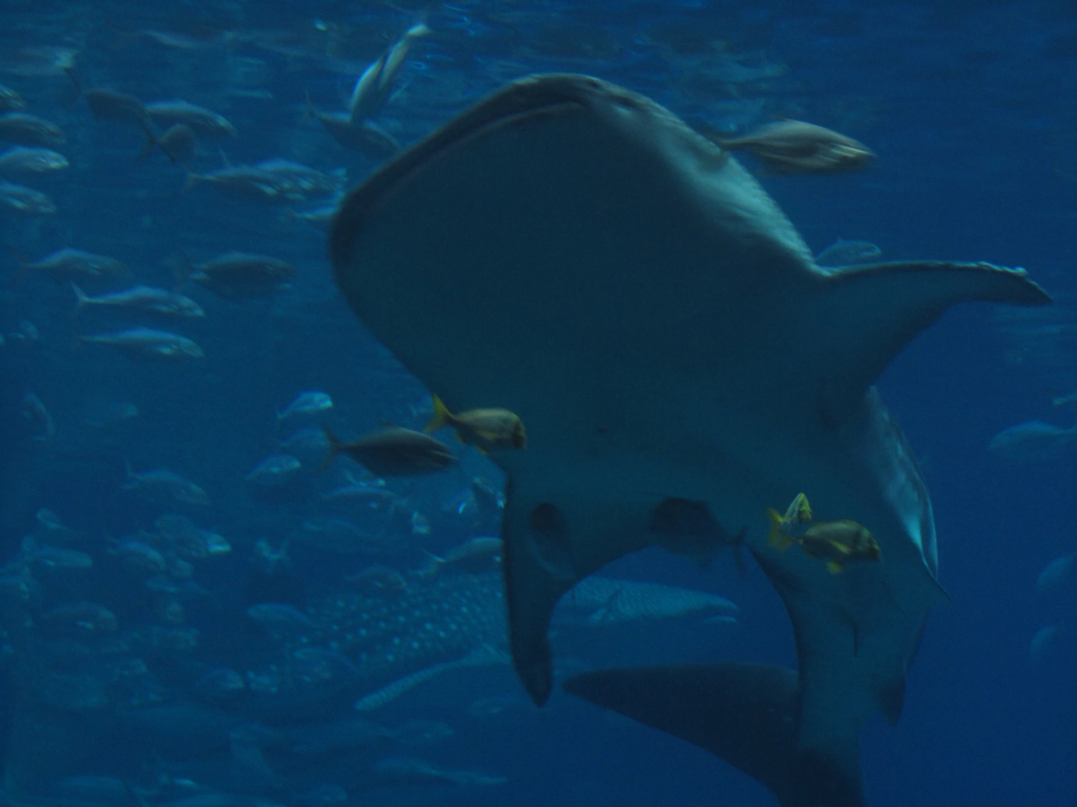 a shark and another swimming with some fish in the background