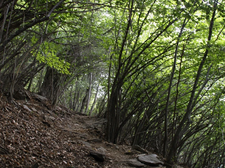 a path that is covered with leaves and dirt