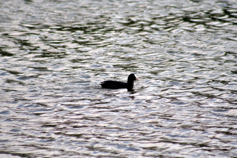 a bird is swimming in the water with ripples