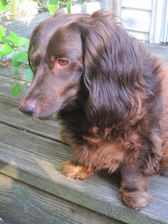 a brown dog sits on a wooden bench outside