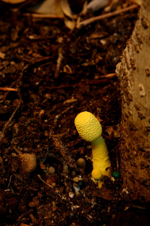 the yellow toy mushroom is laying in the dirt