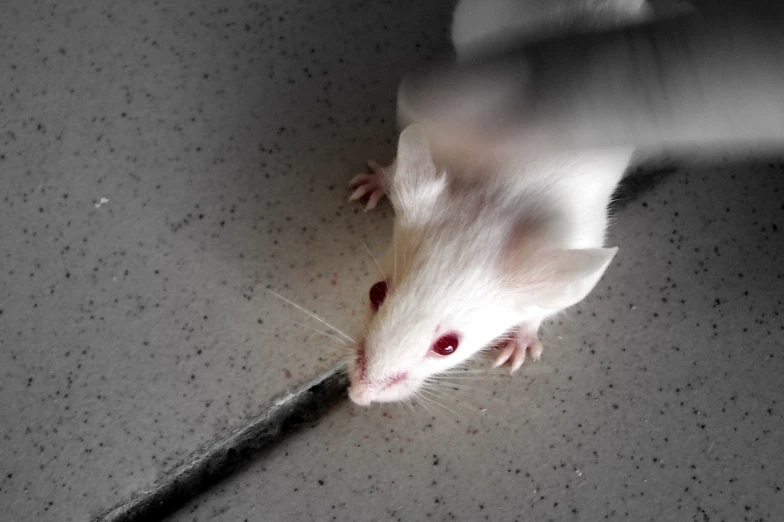 a rodent walking down a tile floor with its head near a pen