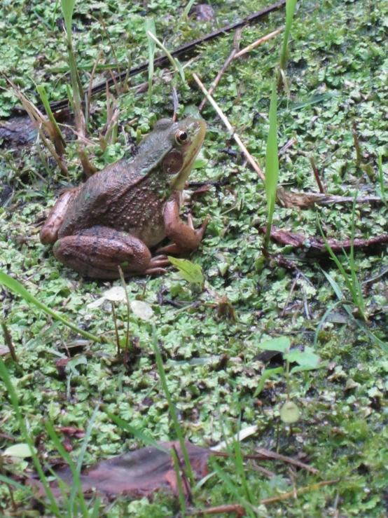 a toad on the ground with plants around