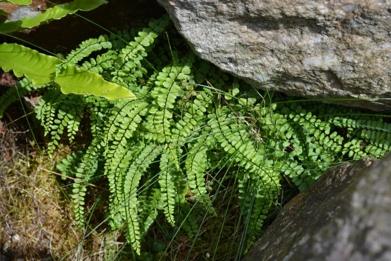 a small fern plant surrounded by rocks