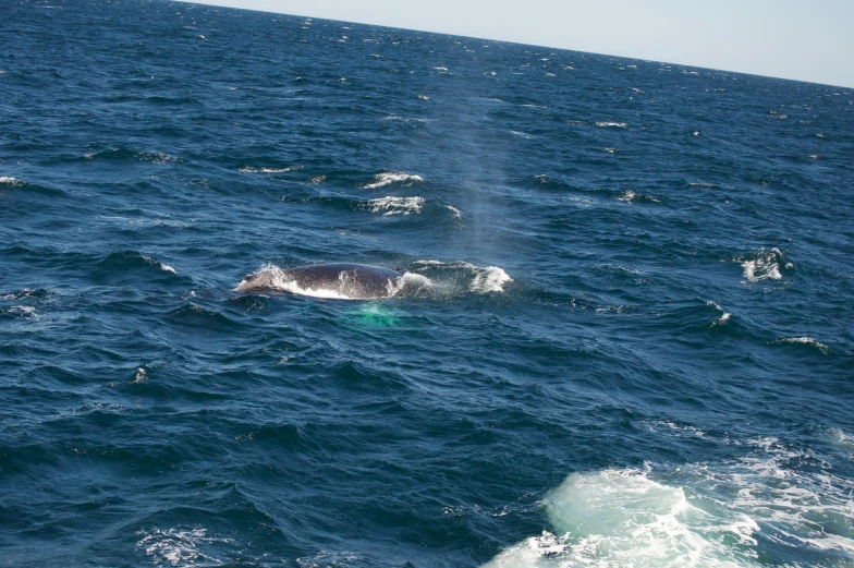 a grey whale is swimming out in the ocean