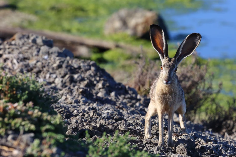 the animal has very large ears and is very long ears