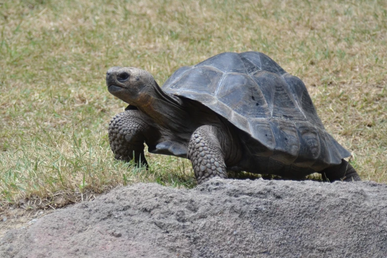 a turtle that is walking on some grass