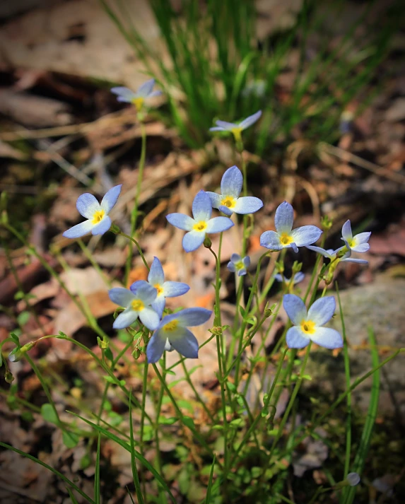 blue flower in the middle of grass surrounded by other plants