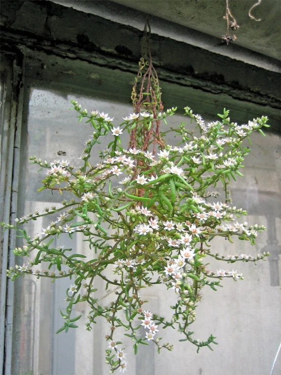 a green plant hangs from a wood structure with light in it