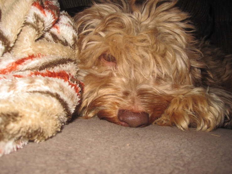 the dog is taking a nap under a blanket