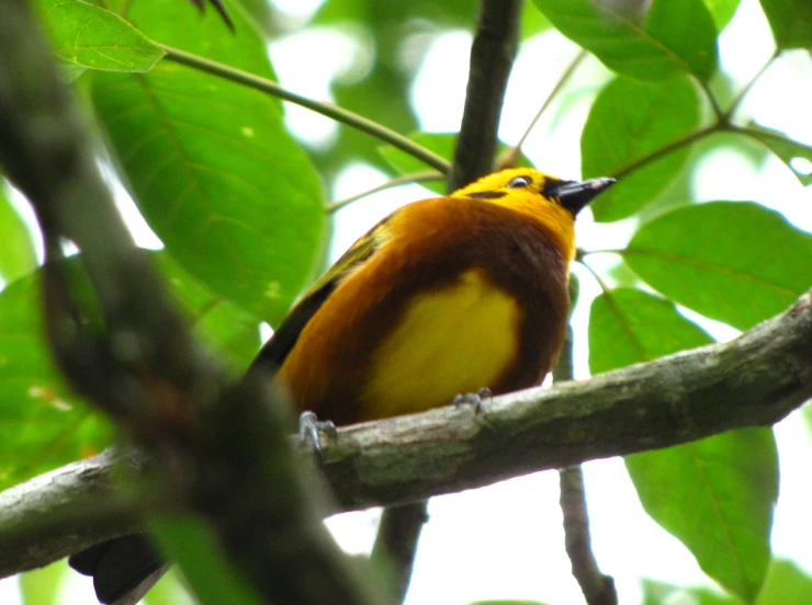 yellow, brown and orange bird sitting on a nch