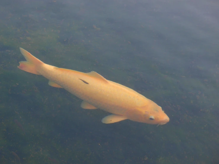 an odd looking fish is shown from above