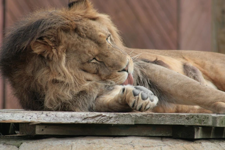 a large lion is laying down on top of a wooden structure