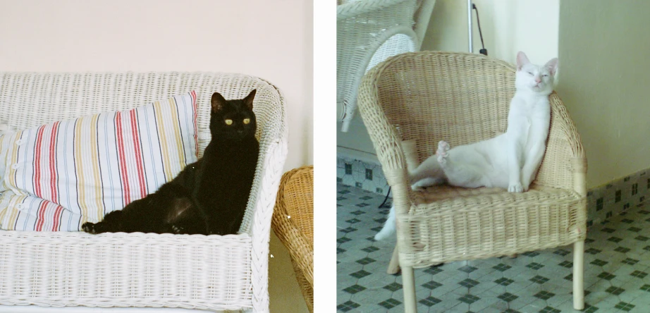 two pictures one shows a white dog and the other showing a black cat