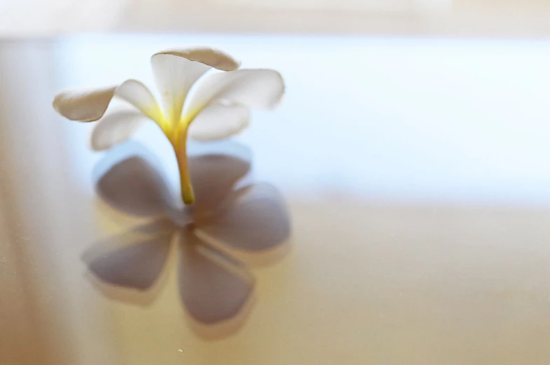a flower with white petals on a light brown table