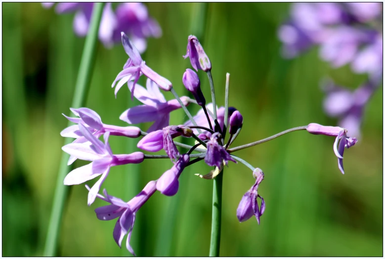 a flower in some purple and green plants