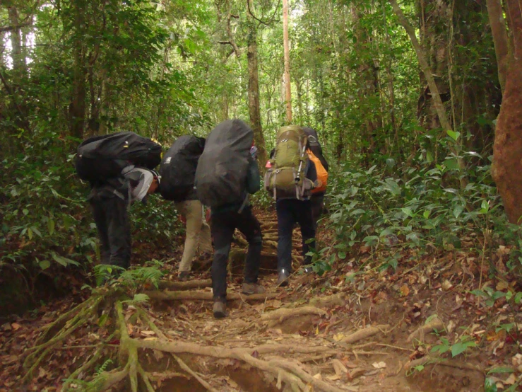 three hikers with backpacks cross a forest trail