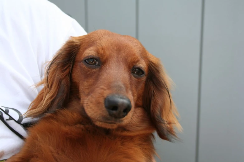 an orange long haired dog sitting on the back of someone