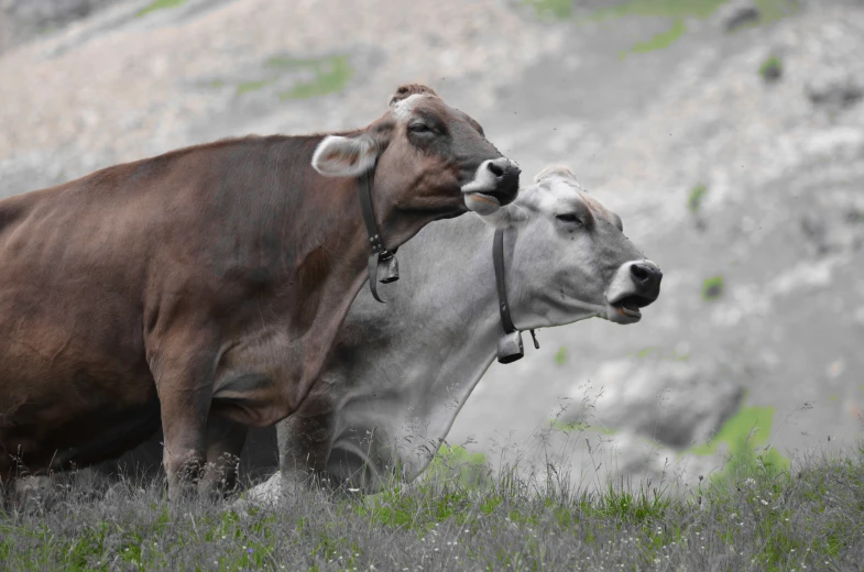 an adult and a juvenile bull are standing in a grassy area