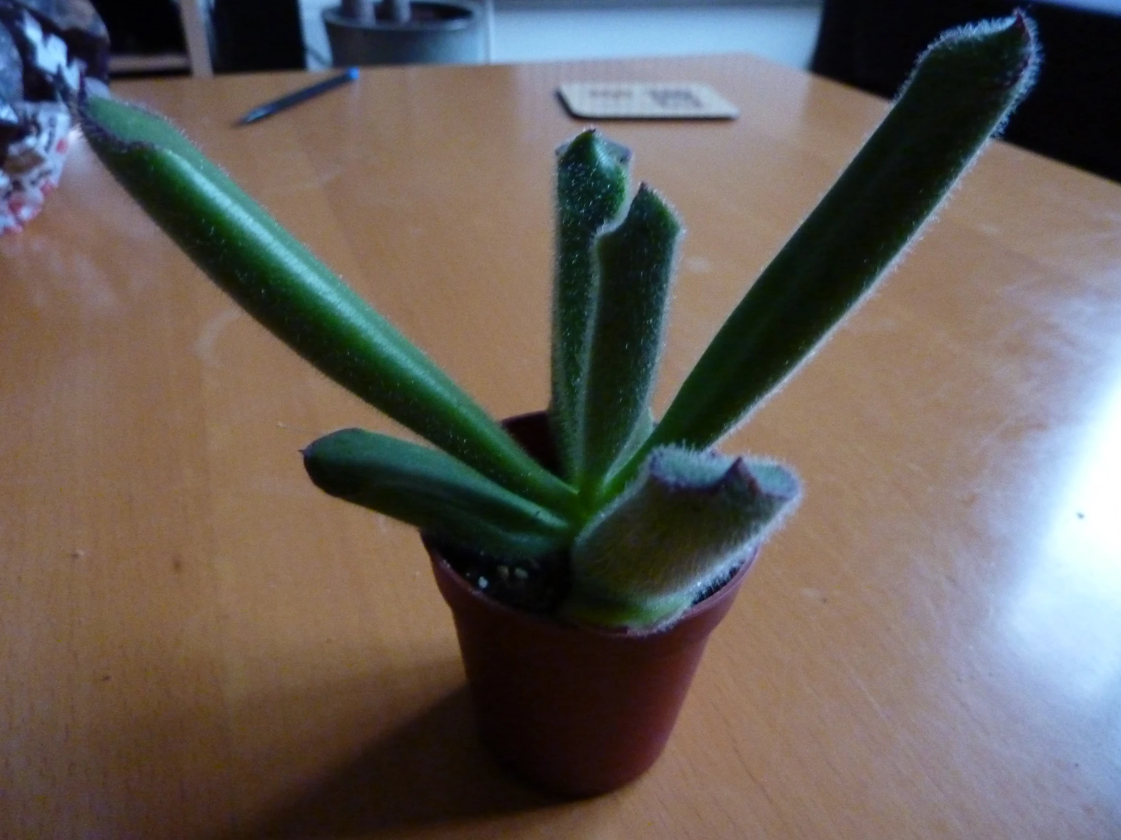 a plant in a small pot is sitting on a table