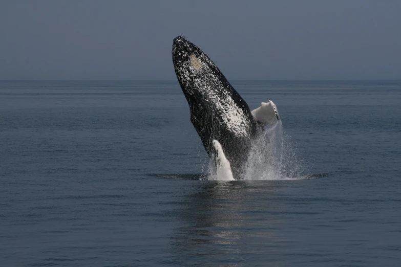 a humpback whale jumping out of the water