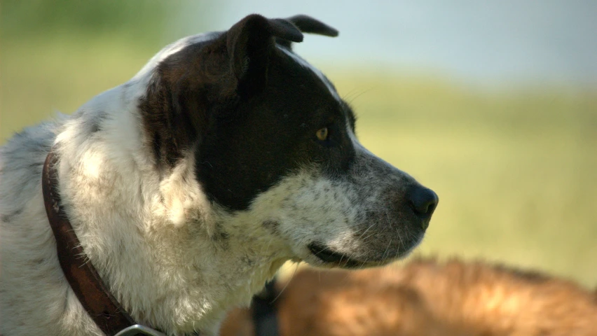 a brown and white dog looks at soing behind it