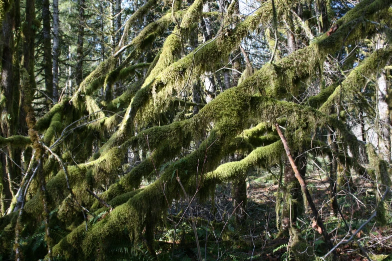 a forest with lots of green trees in it