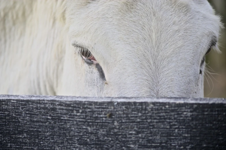 closeup of a horse's eye through a wooden fence