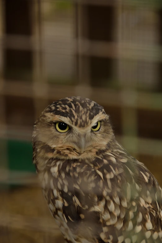 an owl with yellow eyes sitting inside of a cage