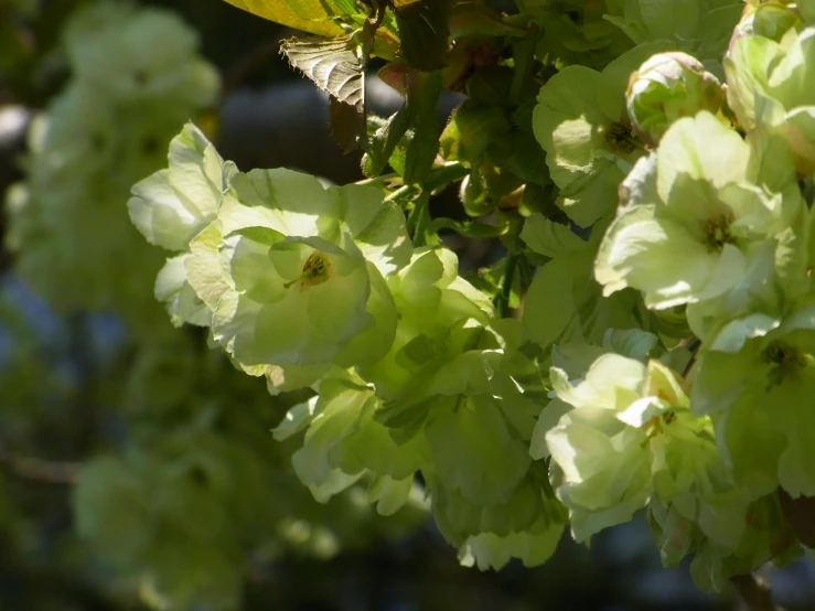 this is some flowers and a bird flying above