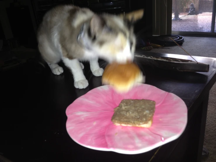 a dog sniffing at the remains of a plate