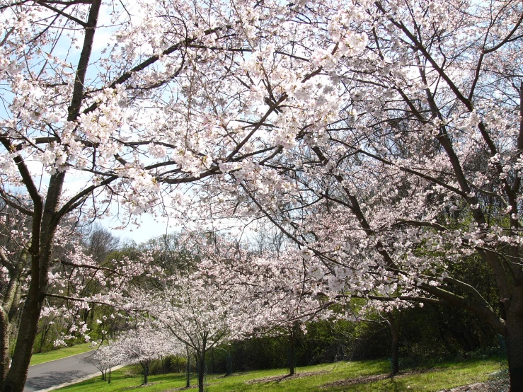 a row of blooming cherry trees along the edge of a park