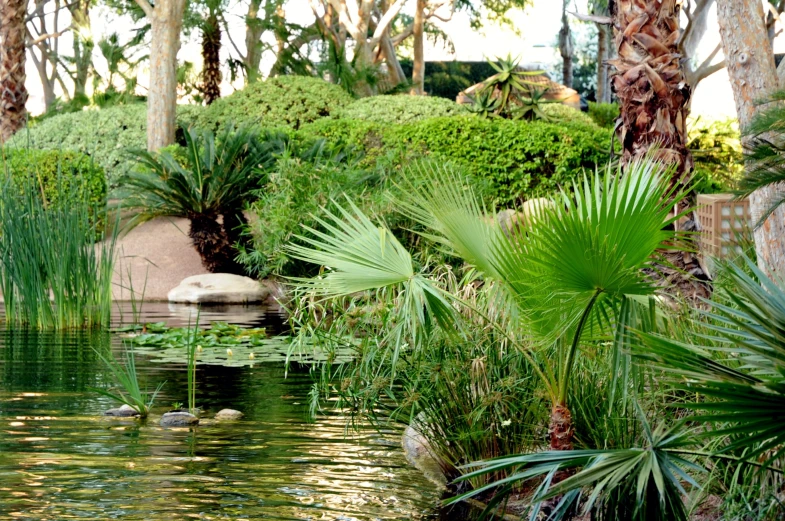 a water pond that is surrounded by many trees and plants