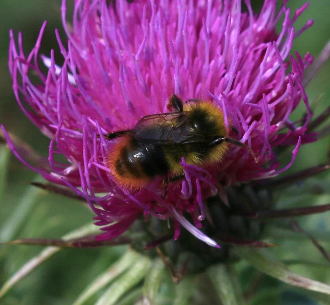 a purple flower with a bee sitting on it