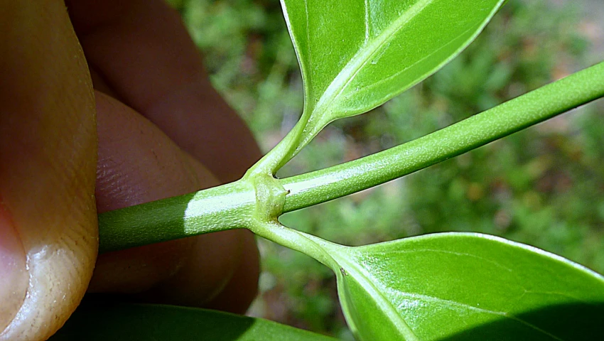 green leaves from a plant in someone's hand