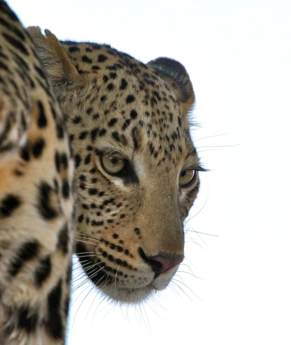 a close up image of a big cat