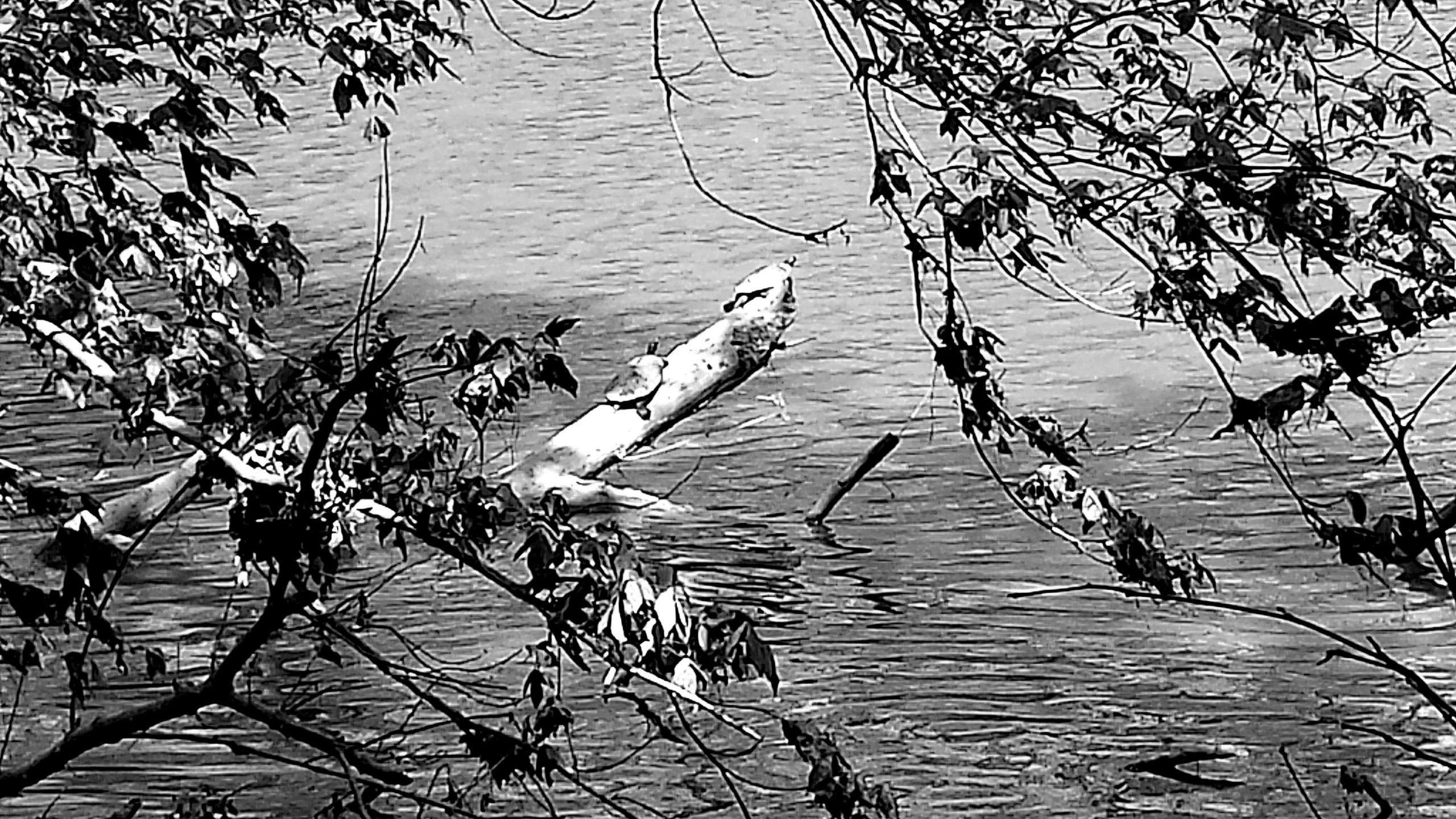 a view of a bird flying over the water