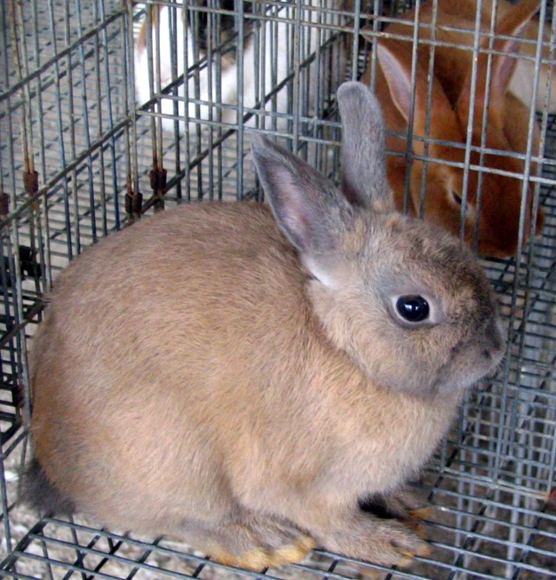 a rabbit in an enclosure being cleaned