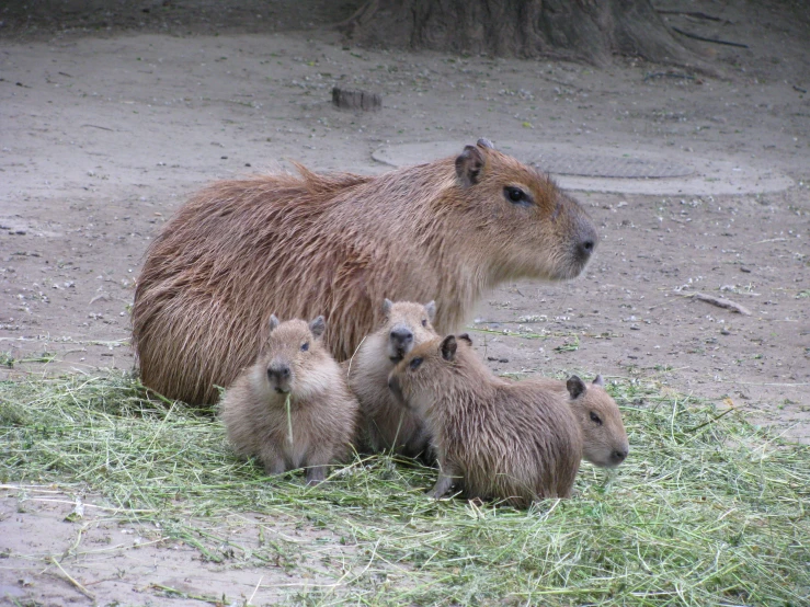 a mother capybara with three babies standing in a dirt and grass enclosure